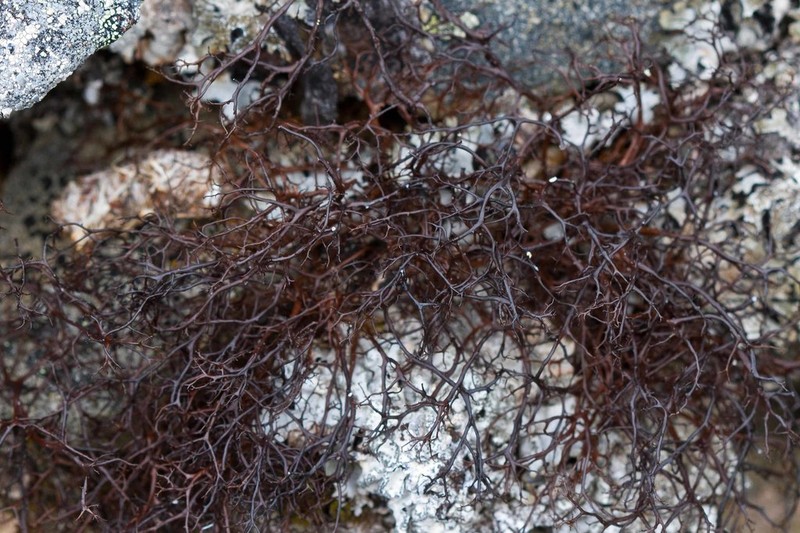 Bryocaulon Lichen