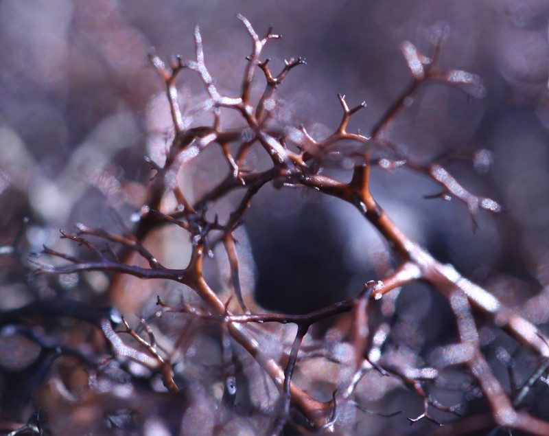 Bryocaulon Lichen photo 2