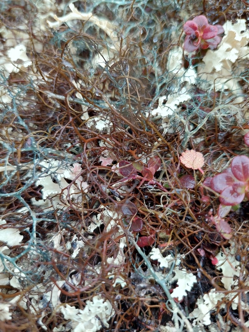 Bryocaulon Lichen photo 3