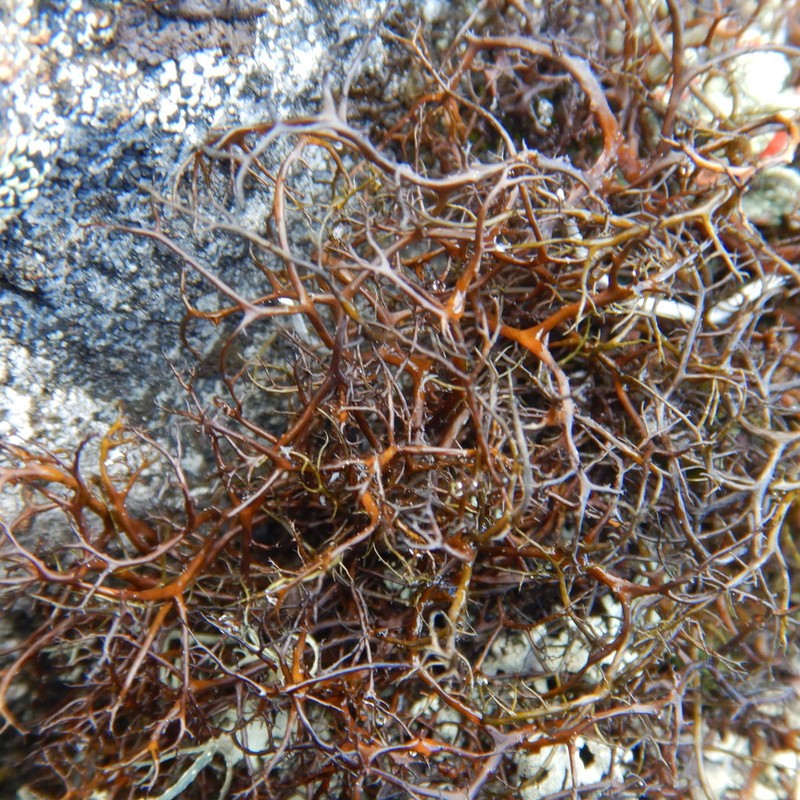 Bryocaulon Lichen photo 4