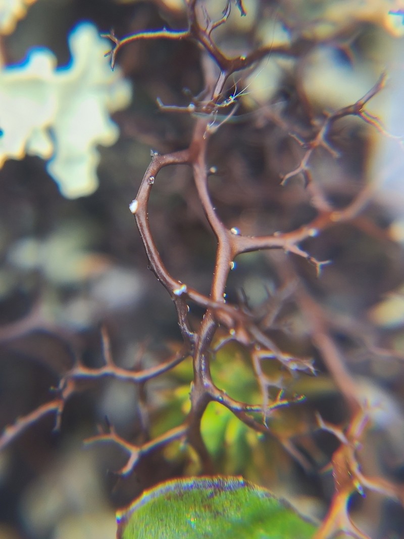 Bryocaulon Lichen photo 5