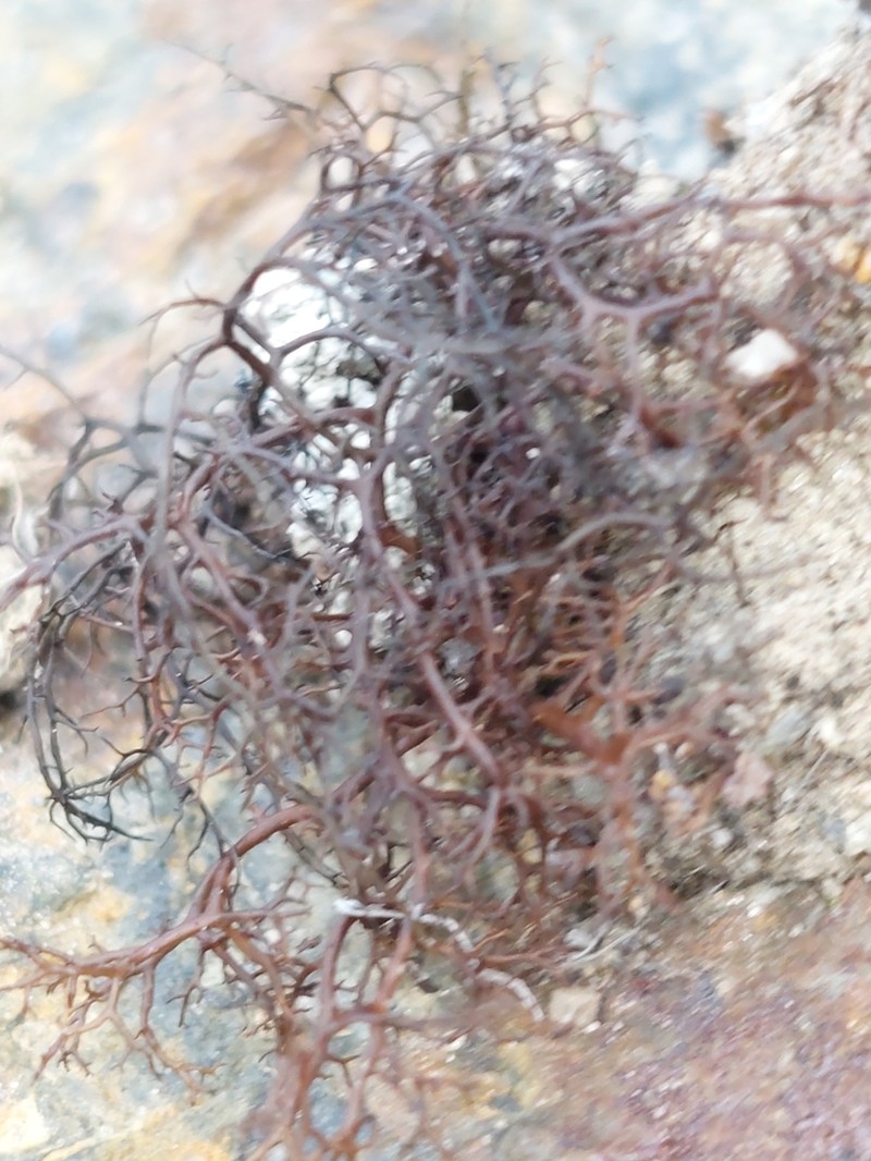 Bryocaulon Lichen photo 6