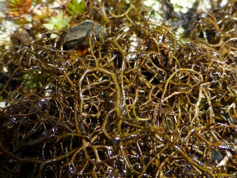 Bryocaulon Lichen photo 7