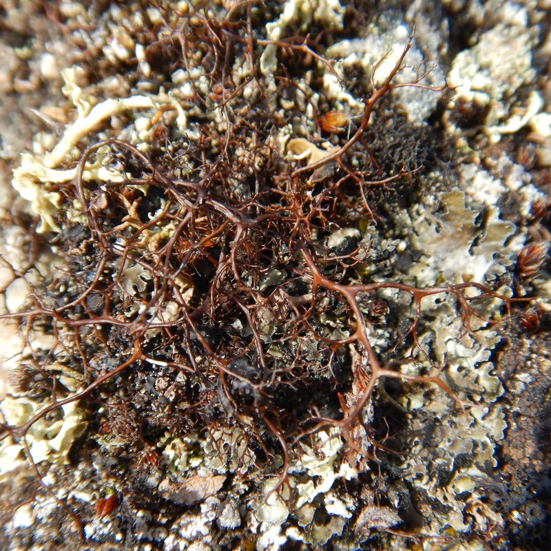 Bryocaulon Lichen photo 8