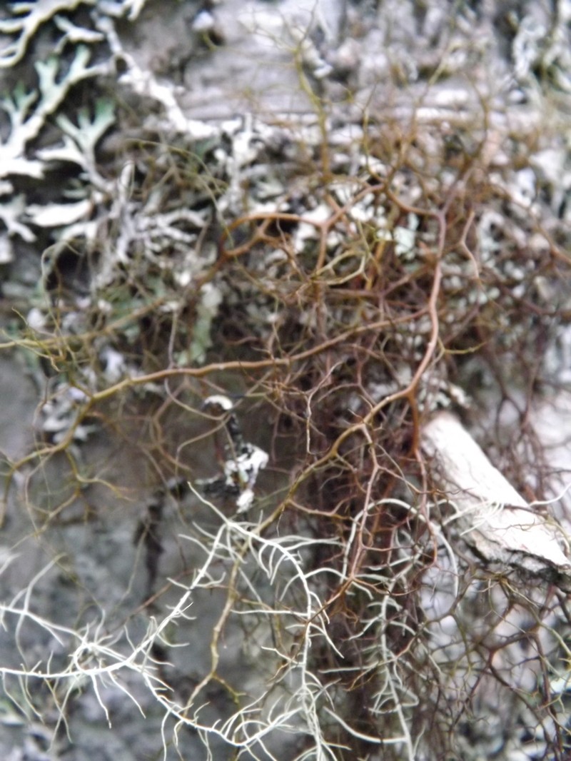 Bryocaulon Lichen