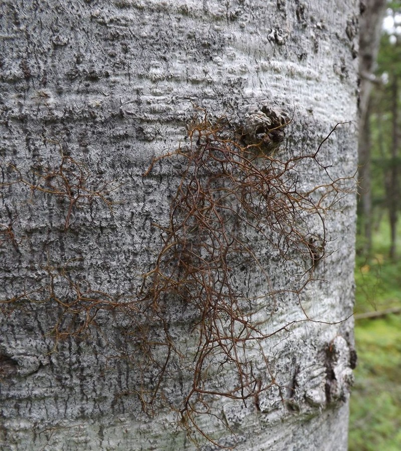 Bryocaulon Lichen photo 2