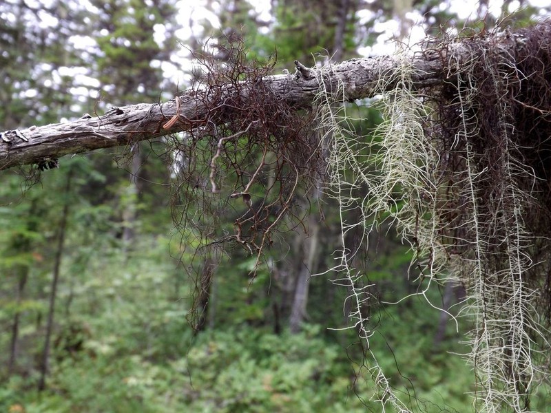 Bryocaulon Lichen photo 3