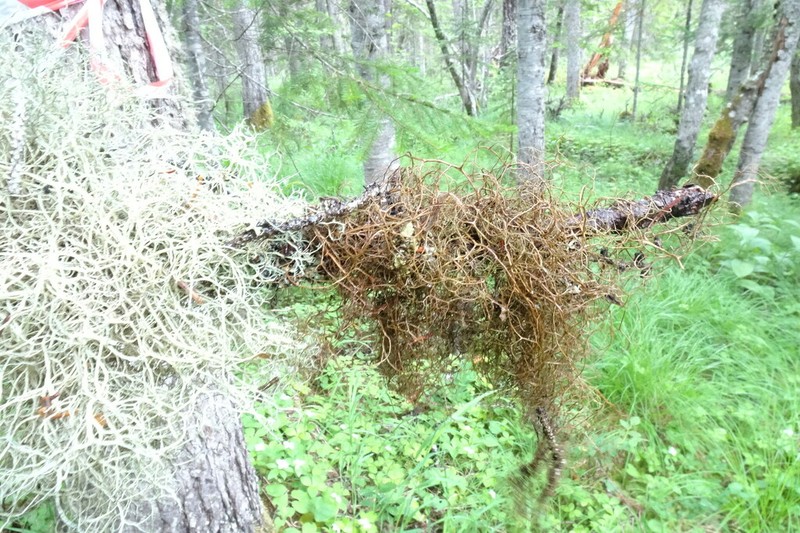 Bryocaulon Lichen photo 4