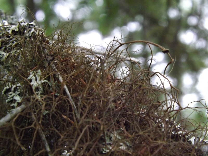 Bryocaulon Lichen photo 5