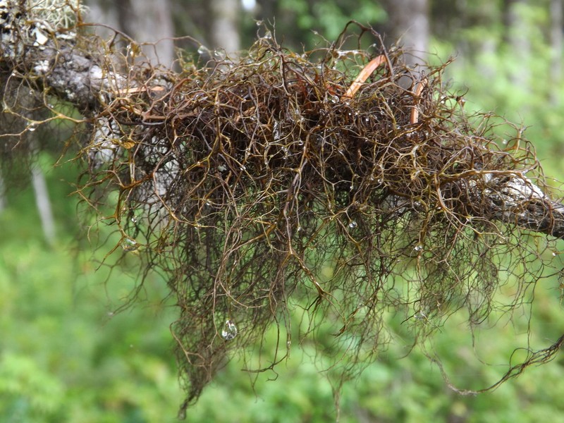 Bryocaulon Lichen photo 6