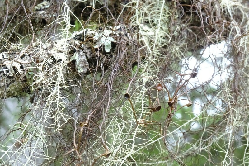 Bryocaulon Lichen photo 7