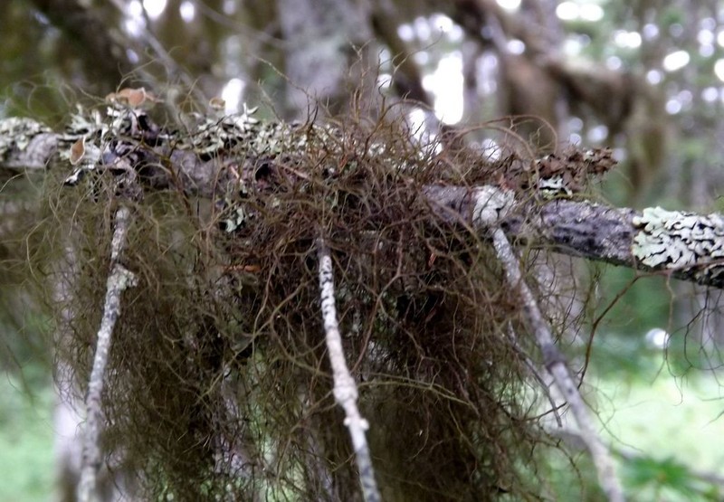 Bryocaulon Lichen photo 8