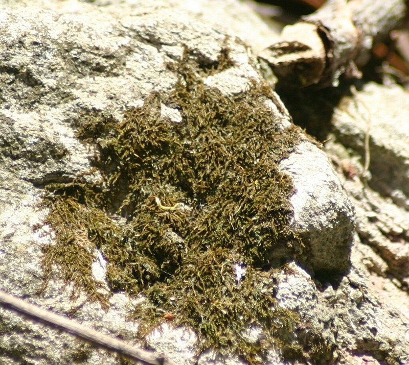 Columbian Bryoerythrophyllum Moss