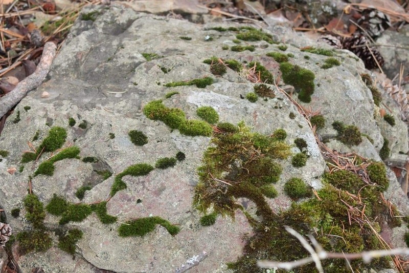 Columbian Bryoerythrophyllum Moss photo 2