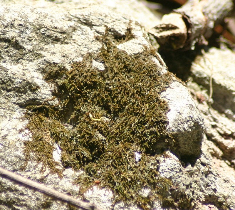 Columbian Bryoerythrophyllum Moss photo 3