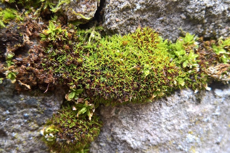 Bryoerythrophyllum Moss