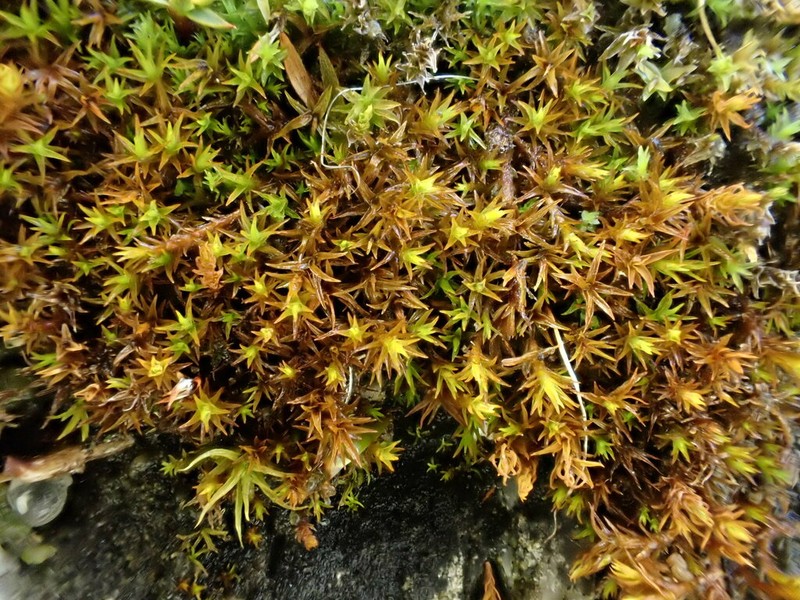 Bryoerythrophyllum Moss photo 2