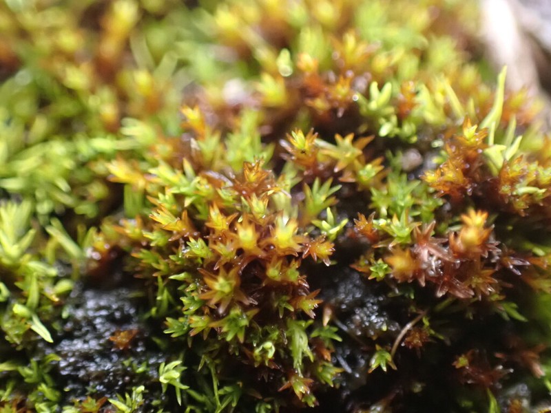 Bryoerythrophyllum Moss photo 3