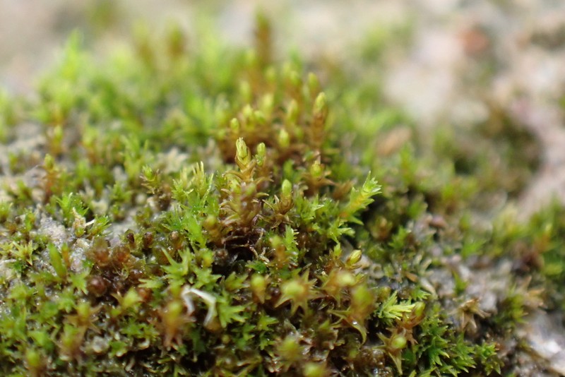 Bryoerythrophyllum Moss photo 4