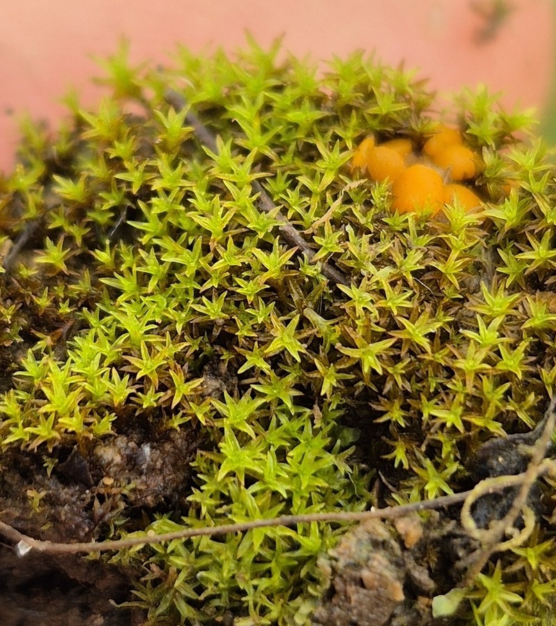 Bryoerythrophyllum Moss photo 5