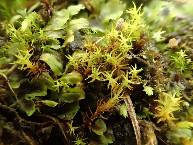 Bryoerythrophyllum Moss photo 6