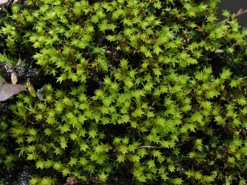 Bryoerythrophyllum Moss photo 7