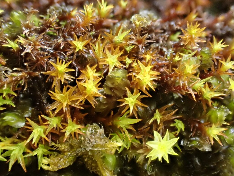 Bryoerythrophyllum Moss photo 8