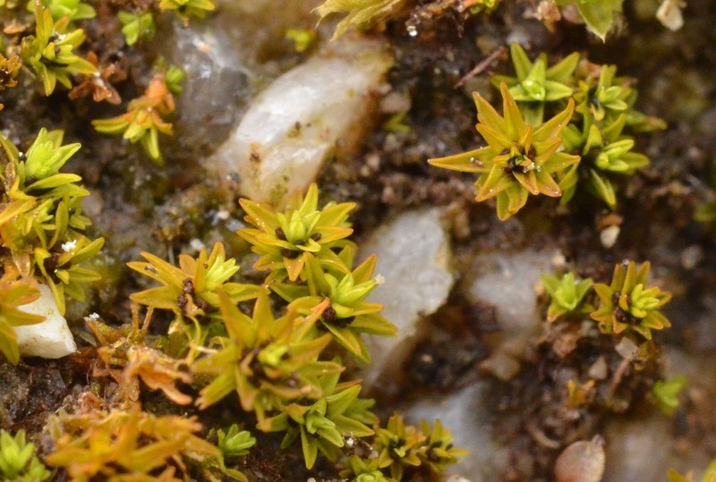 Unequal Leaf Bryoerythrophyllum Moss photo 2