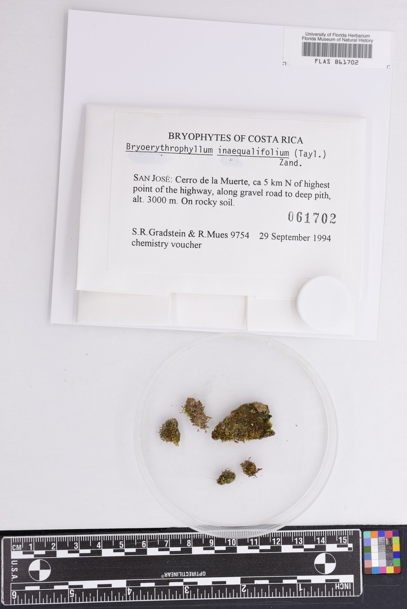 Unequal Leaf Bryoerythrophyllum Moss photo 3