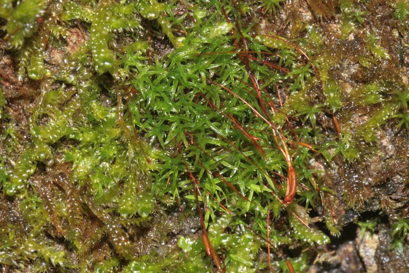 Bryoerythrophyllum Moss