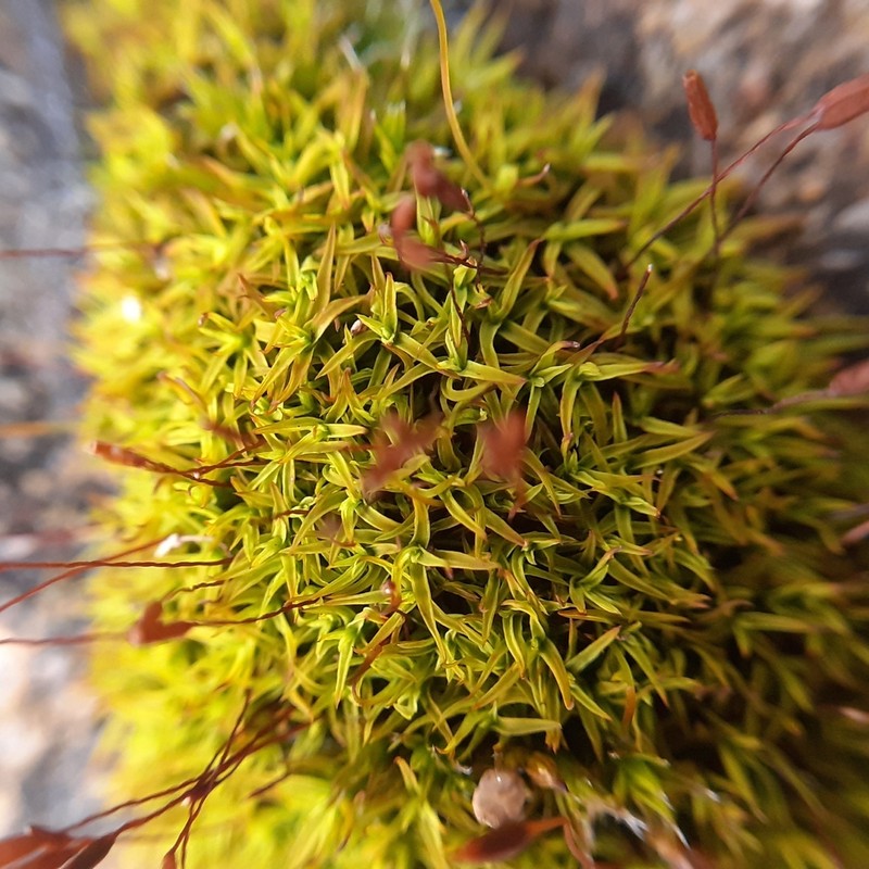 Bryoerythrophyllum Moss
