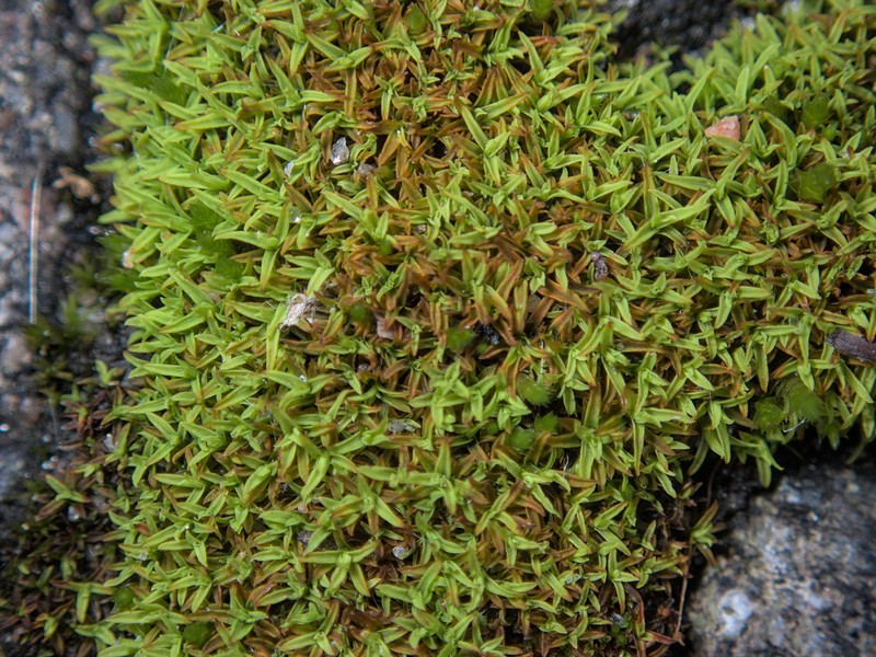 Bryoerythrophyllum Moss photo 2