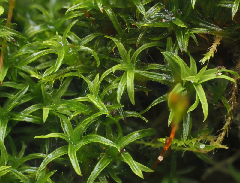 Bryoerythrophyllum Moss photo 3