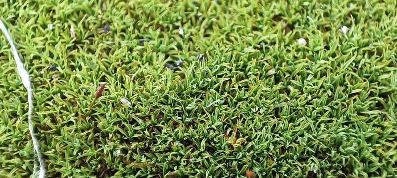 Bryoerythrophyllum Moss photo 4