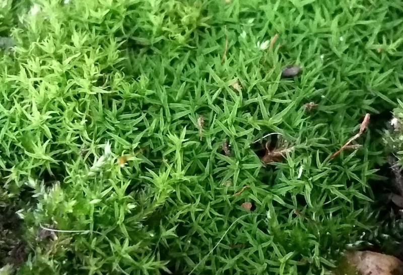 Bryoerythrophyllum Moss photo 5