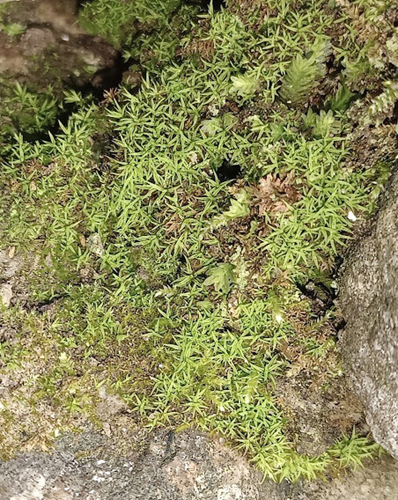 Bryoerythrophyllum Moss photo 6