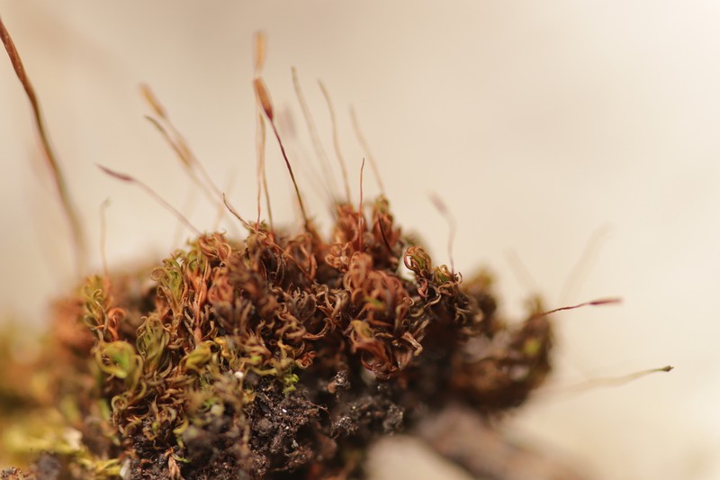 Bryoerythrophyllum Moss photo 7