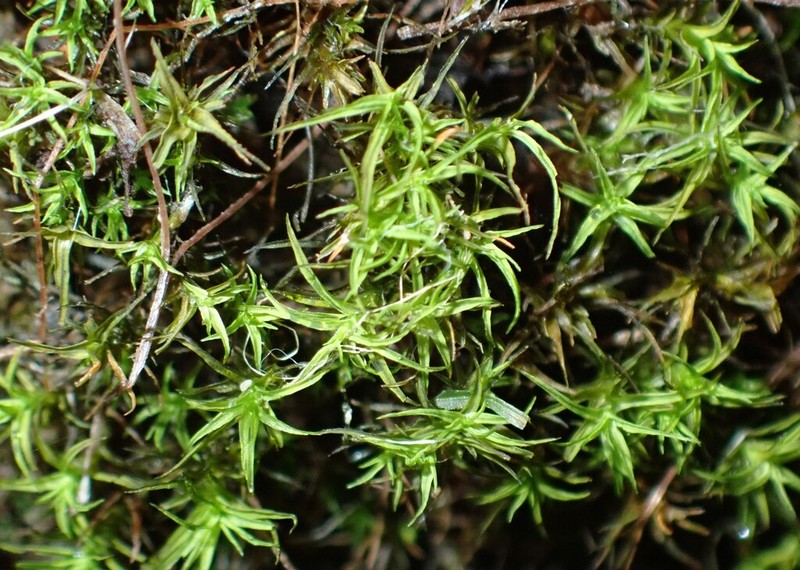 Bryoerythrophyllum Moss photo 8