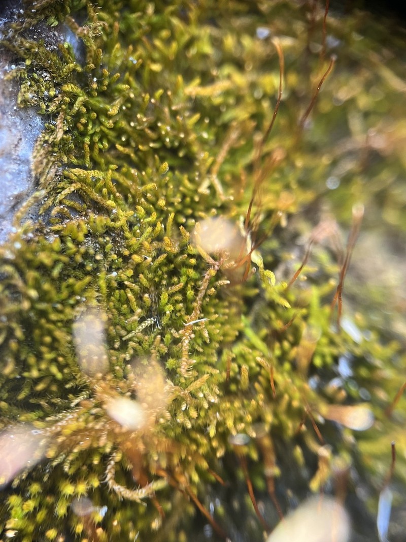 Bryohaplocladium Moss
