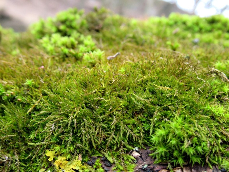 Bryohaplocladium Moss