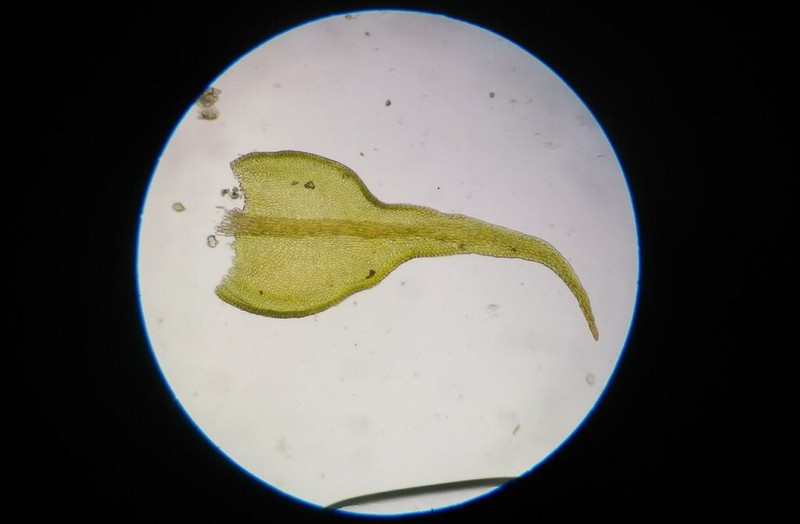 Bryohaplocladium Moss photo 2