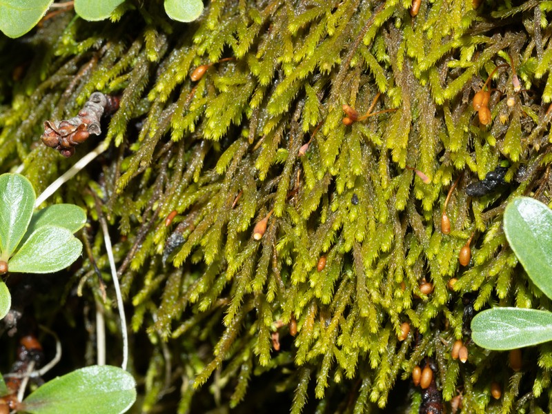 Bryohaplocladium Moss photo 3