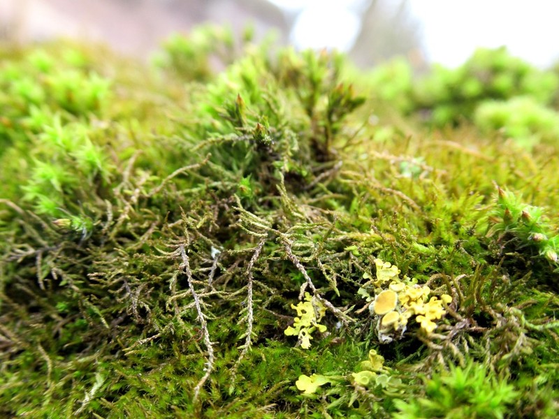 Bryohaplocladium Moss photo 4