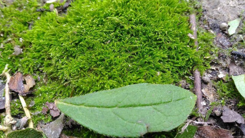 Bryohaplocladium Moss photo 5
