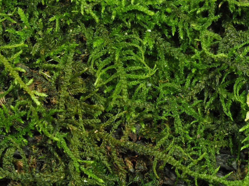 Bryohaplocladium Moss photo 6