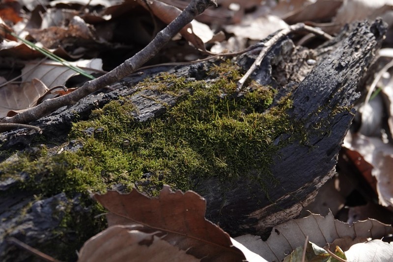 Bryohaplocladium Moss photo 7