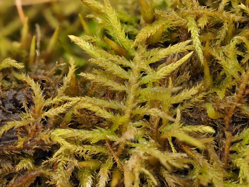 Bryohaplocladium Moss photo 8
