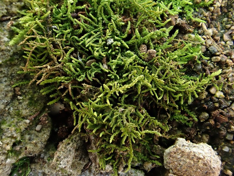 Virginia Bryohaplocladium Moss