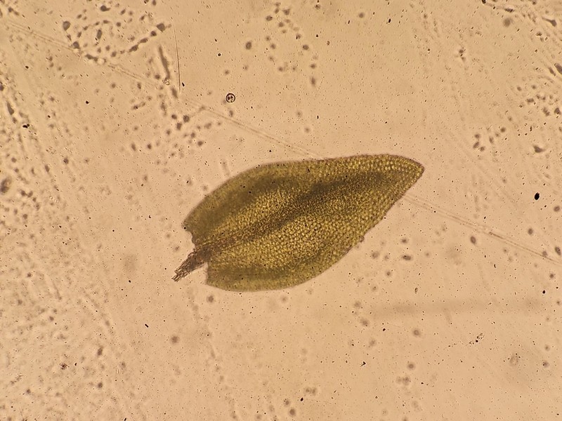 Virginia Bryohaplocladium Moss photo 2
