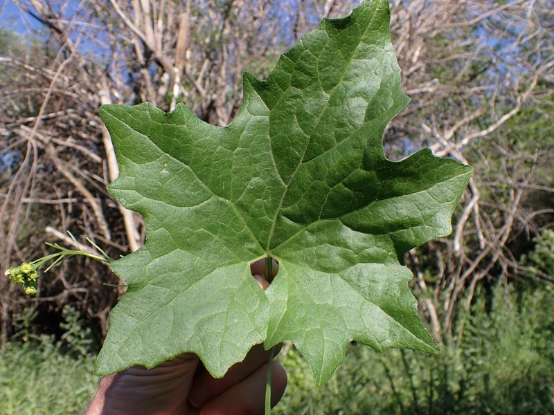 White Bryony photo 2